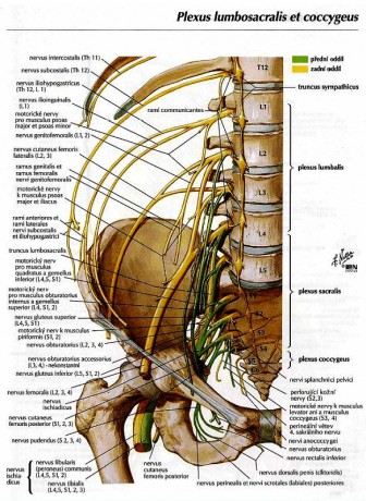 9Plexus_lumbosacralis