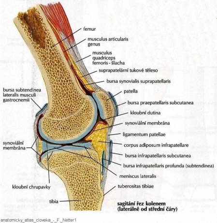 Anatomia Stefanet Vol 1