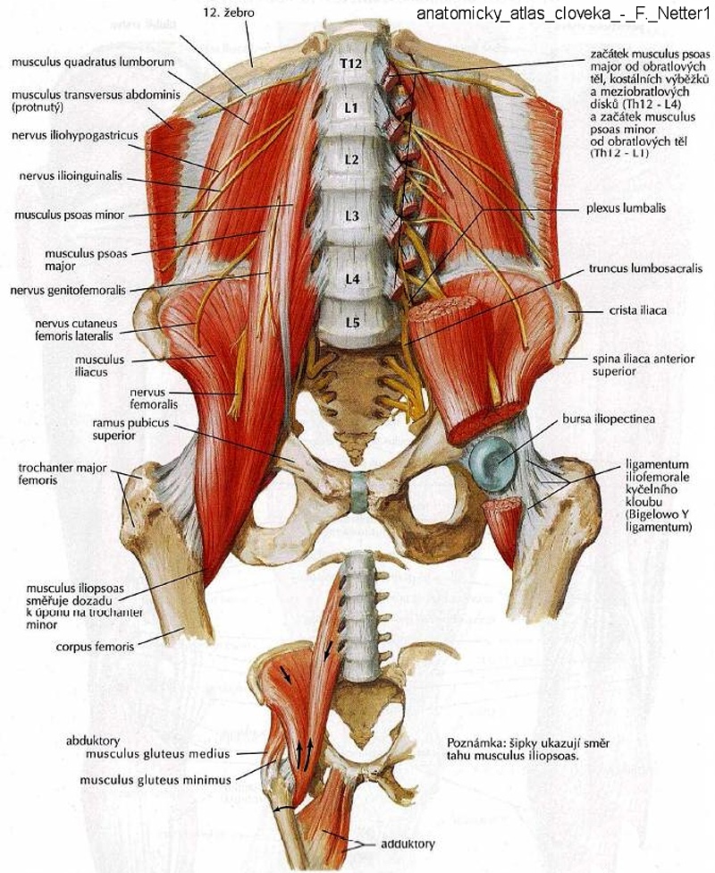 7010_svaly_psoas_a_iliacus